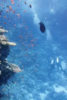 SCUBA Diving