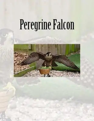 Peregrine Falcon