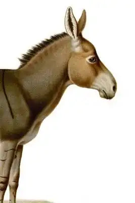 The Donkey: Notebook