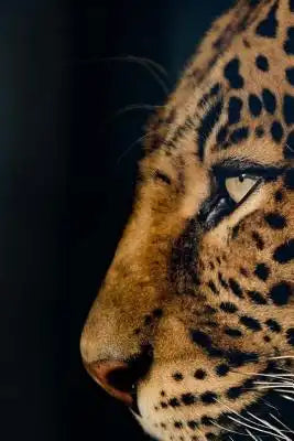 Leopard Notebook