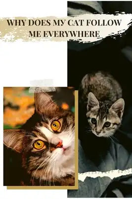 Why Does MУ Cat Follow Me Everywhere: Your Cat Could Be BОred