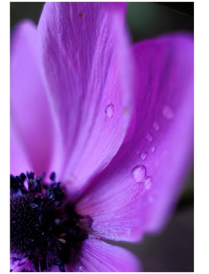 Morning dew