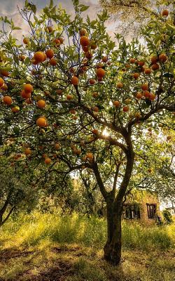 Notebook: Orchard Farming Fruit Growing Orchards Organic Farm Permaculture 5 x 8 150 Ruled