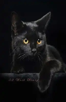 52 Week Diary: Black Cat