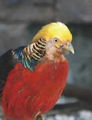 Pheasant Notebook Large Size 8.5 x 11 Ruled 150 pages Softcover