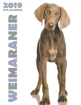 Weimaraner 2019 Dog Calendar