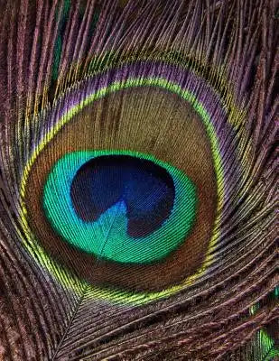 Notebook: Peacock Feather 8.5 X 11 202 College Ruled Pages