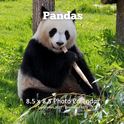 Panda 8.5 X 8.5 Calendar September 2021- December 2022: Monthly Calendar with U.S./UK/ Canadian/Christian/Jewish/Muslim Holidays-Nature Animals Wildli