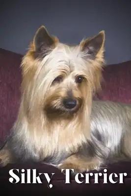 Silky Terrier: Dog breed overview and guide
